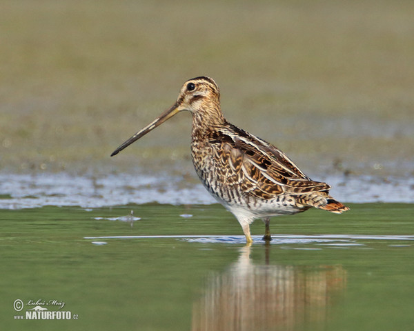 Snipe (Gallinago gallinago)