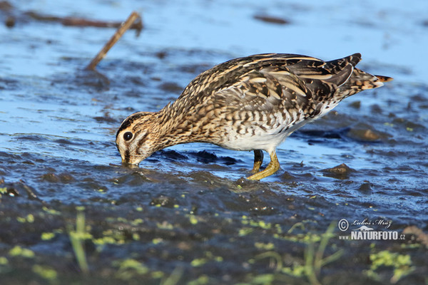 Snipe (Gallinago gallinago)