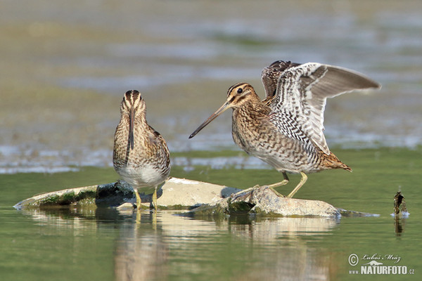 Snipe (Gallinago gallinago)