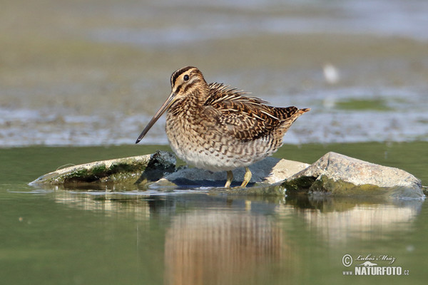 Snipe (Gallinago gallinago)