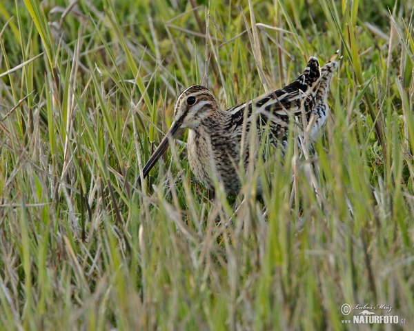 Snipe (Gallinago gallinago)