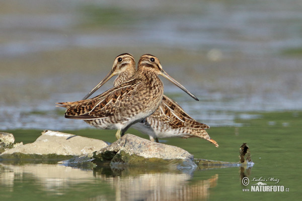 Snipe (Gallinago gallinago)