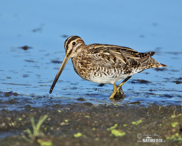 Snipe (Gallinago gallinago)