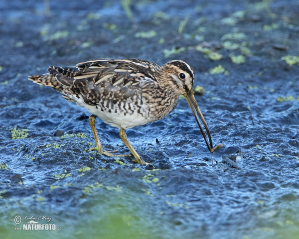 Snipe (Gallinago gallinago)