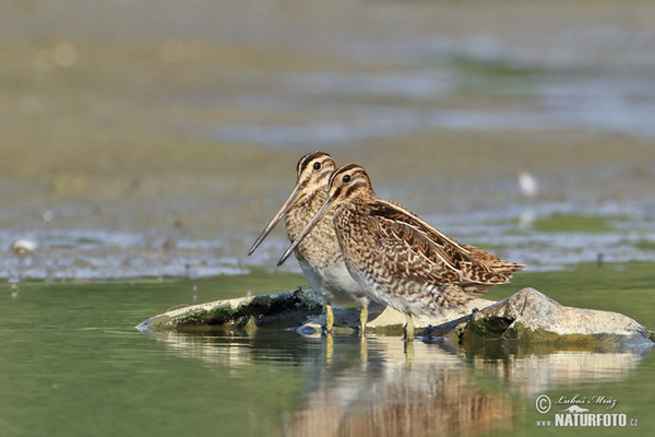 Snipe (Gallinago gallinago)