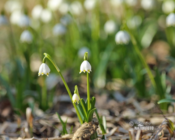 Snowflake (Leucojum vernum)