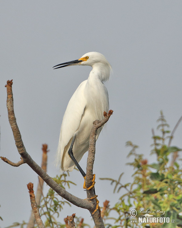 Snowy Egret (Egretta thula)