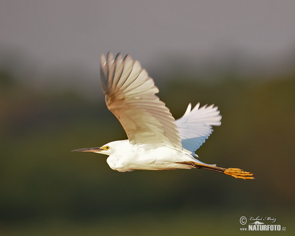 Snowy Egret (Egretta thula)