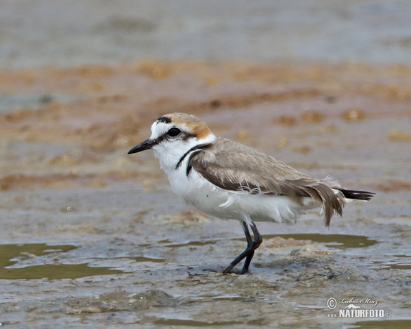 Snowy Plover (Charadrius alexandrinus)