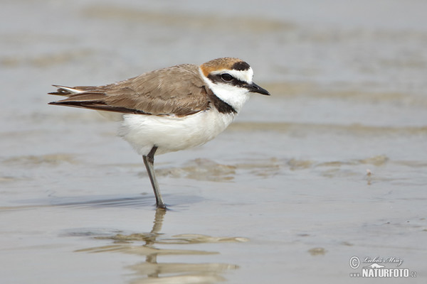 Snowy Plover (Charadrius alexandrinus)