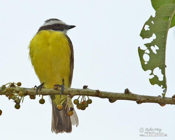 Social Flycatcher (Myiozetetes similis)