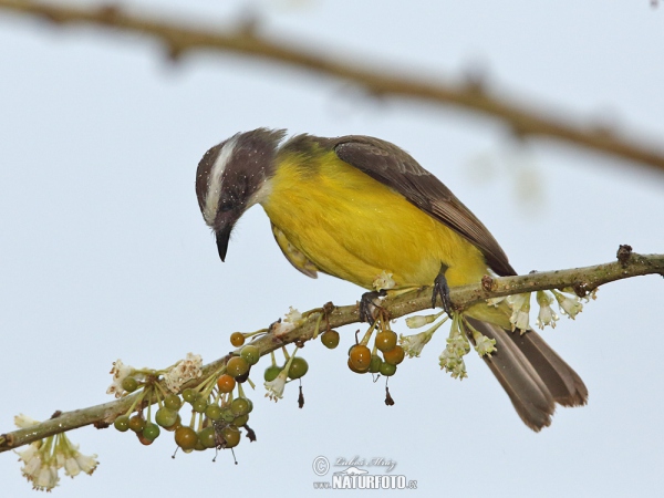 Social Flycatcher (Myiozetetes similis)