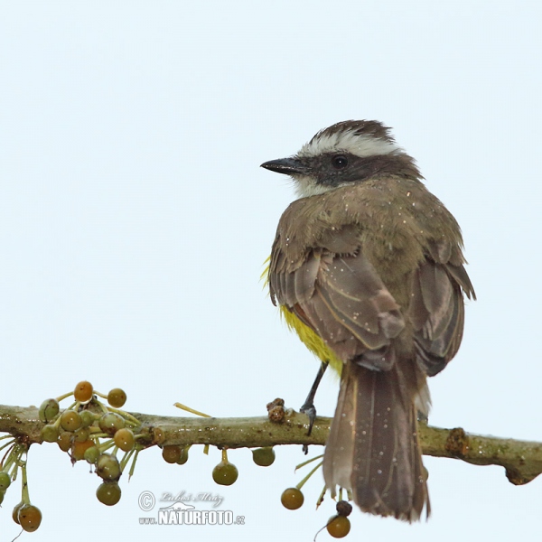 Social Flycatcher (Myiozetetes similis)