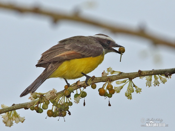 Social Flycatcher (Myiozetetes similis)