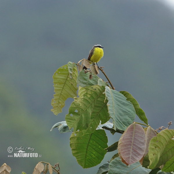 Social Flycatcher (Myiozetetes similis)