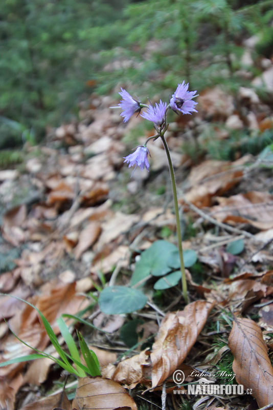 Soldanella montana