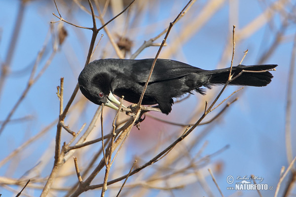 Solitary Black Cacique (Procacicus solitarius)