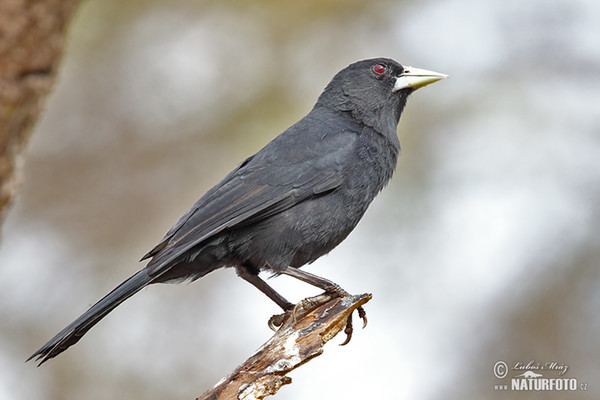 Solitary Black Cacique (Procacicus solitarius)