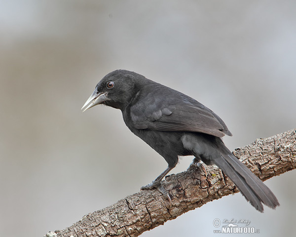 Solitary Black Cacique (Procacicus solitarius)