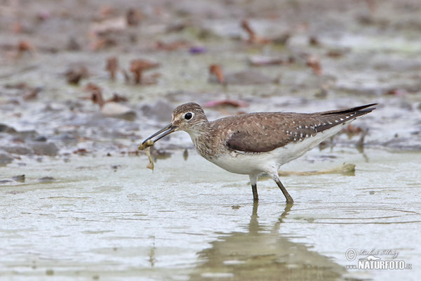 Solitary Sandpiper (Tringa solitaria)