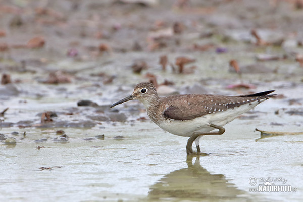 Solitary Sandpiper (Tringa solitaria)