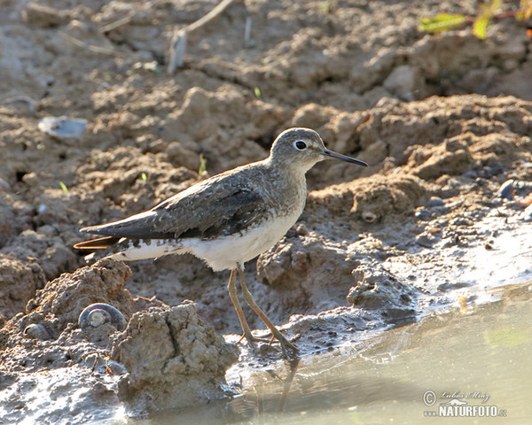 Solitary Sandpiper (Tringa solitaria)