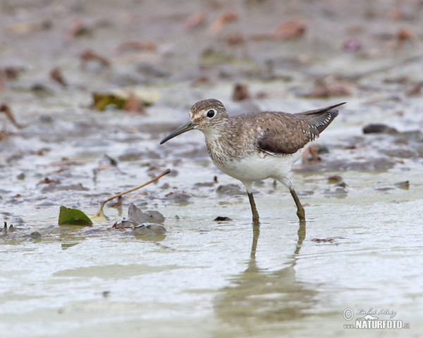 Solitary Sandpiper (Tringa solitaria)