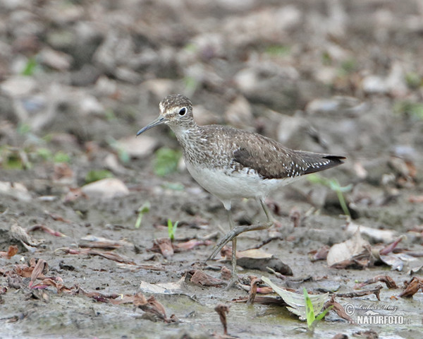 Solitary Sandpiper (Tringa solitaria)