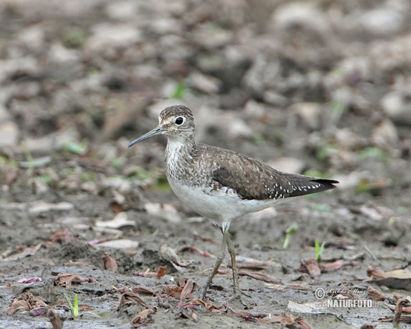 Solitary Sandpiper (Tringa solitaria)