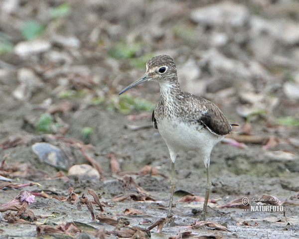 Solitary Sandpiper (Tringa solitaria)