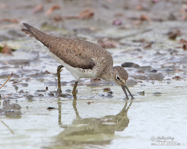 Solitary Sandpiper (Tringa solitaria)