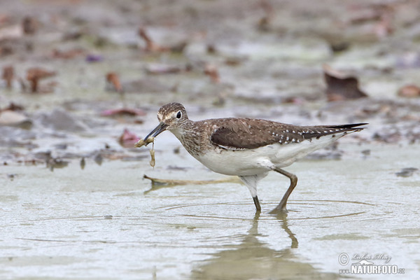 Solitary Sandpiper (Tringa solitaria)