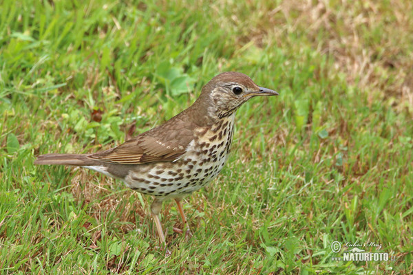 Song Thrush (Turdus philomelos)