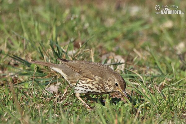 Song Thrush (Turdus philomelos)