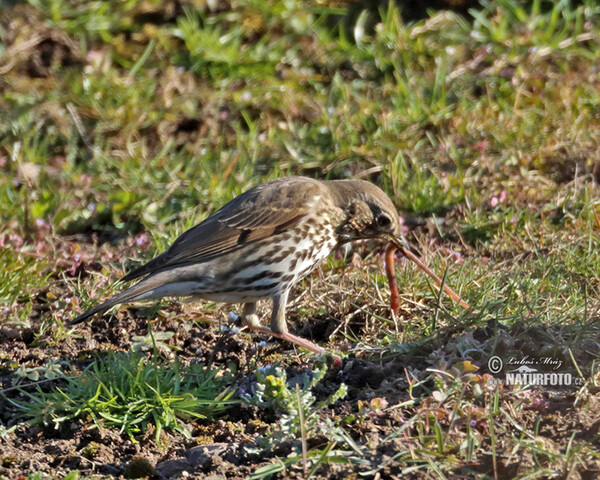 Song Thrush (Turdus philomelos)