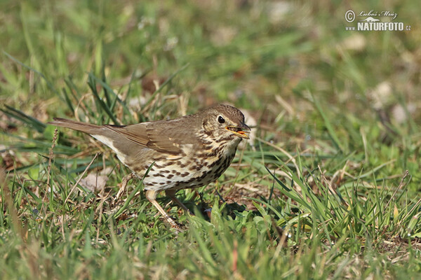 Song Thrush (Turdus philomelos)