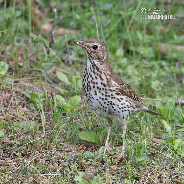 Song Thrush (Turdus philomelos)