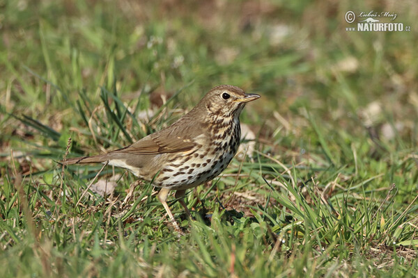 Song Thrush (Turdus philomelos)