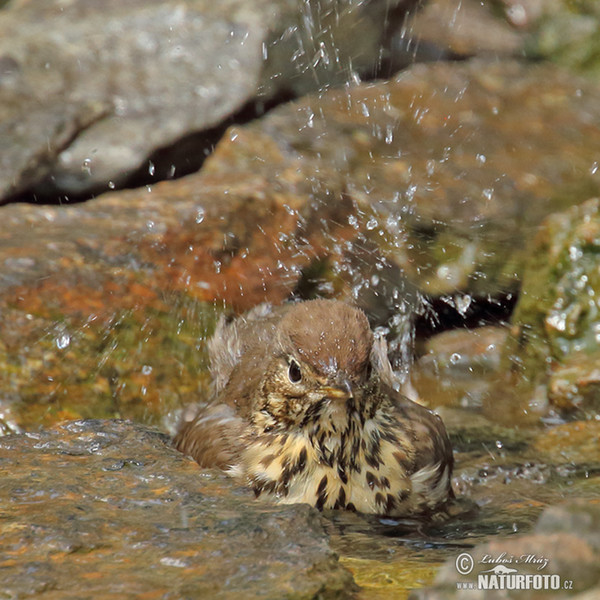 Song Thrush (Turdus philomelos)