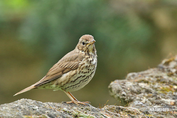 Song Thrush (Turdus philomelos)