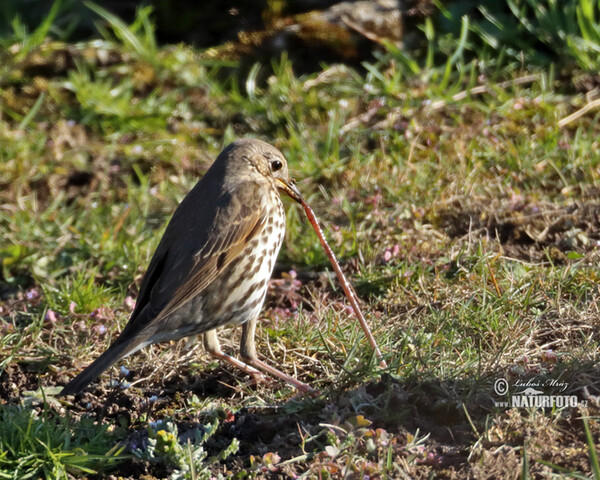 Song Thrush (Turdus philomelos)