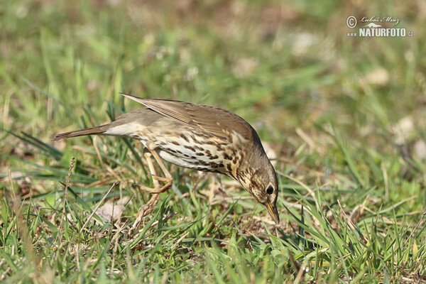 Song Thrush (Turdus philomelos)