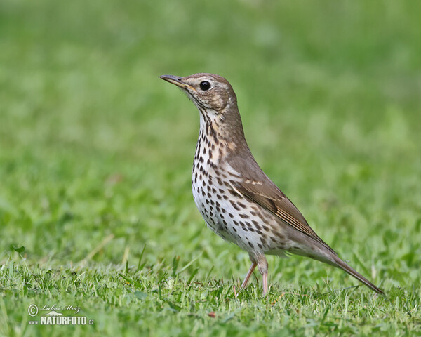 Song Thrush (Turdus philomelos)