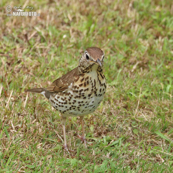 Song Thrush (Turdus philomelos)