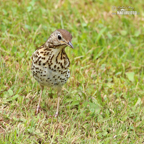 Song Thrush (Turdus philomelos)