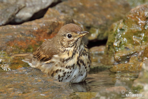 Song Thrush (Turdus philomelos)