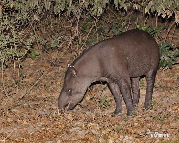 South American tapir (Tapirus terrestris)