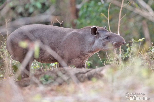 South American tapir (Tapirus terrestris)