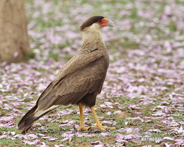 Southern Caracara (Caracara plancus)