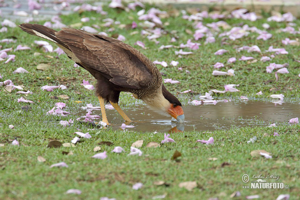 Southern Caracara (Caracara plancus)